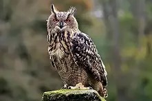 B鸩]T:]~rg?(semaphorin强制工具)-华体会登录入口